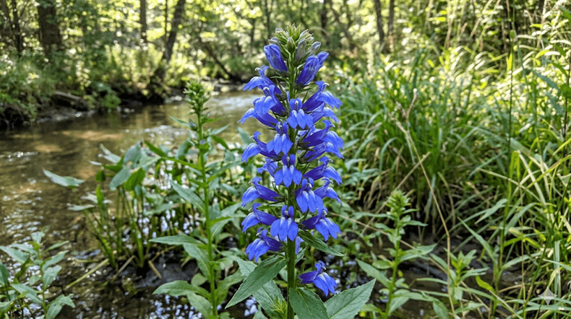 Great Blue Lobelia
